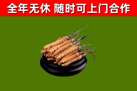 江岸区烟酒回收冬虫夏草.jpg